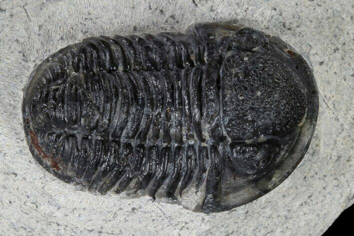 Bargain, Gerastos Trilobite Fossil - Morocco #119002